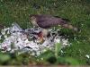 Click image for larger version

Name:	Sparrowhawk 2.jpg
Views:	91
Size:	31.4 KB
ID:	1399
