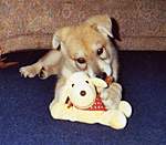 Click image for larger version

Name:	Angel (8 wks) 2.JPG
Views:	169
Size:	29.5 KB
ID:	5780
