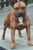 Housedog's Avatar