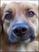 Toller_obsessed's Avatar