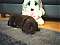spike_the_staffy's Avatar