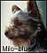 Yorkie's Avatar