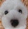 tillytails's Avatar