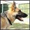 MazY's Avatar