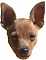 minpin's Avatar