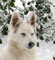 arctic.wolf's Avatar