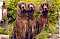 Irish Setter Mu's Avatar