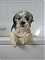 Shih_Tzu_Lover's Avatar