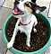 lennydoglover's Avatar