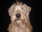 Wheaten mad's Profile