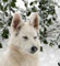 arctic.wolf's Profile