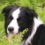 megan57collies's Profile Picture