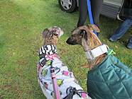 Cooper going on a walk with his friend Wilma who has now sadly passed away at the age of 12 years <3