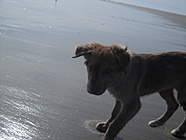 On the beach (4 months old)