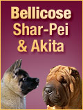 Bellicose Shar Pei and Akita
