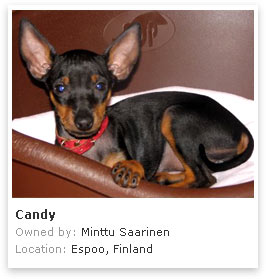 English Toy Terrier 1