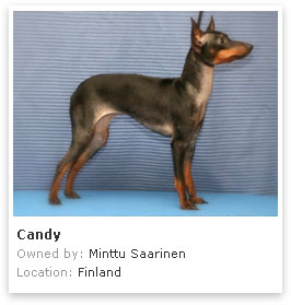 English Toy Terrier 2