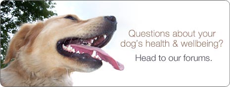 Dog Health