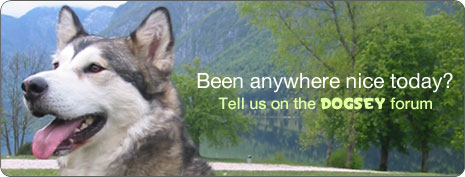 Dog Forums
