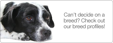 Dog Breeds
