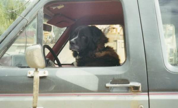RIP Teddy. My very first dog. Saint Barnard/Husky.