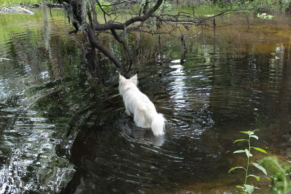 Bella enjoying the creek