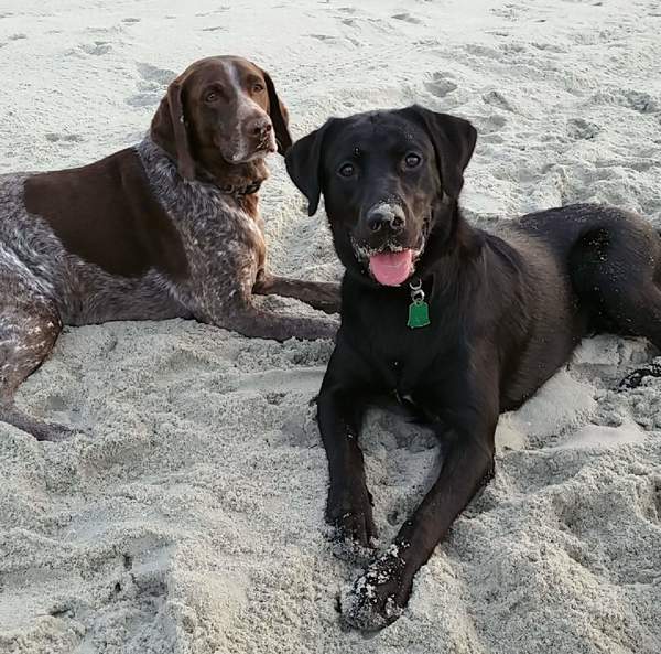 Buddy & Jasmine on the beach