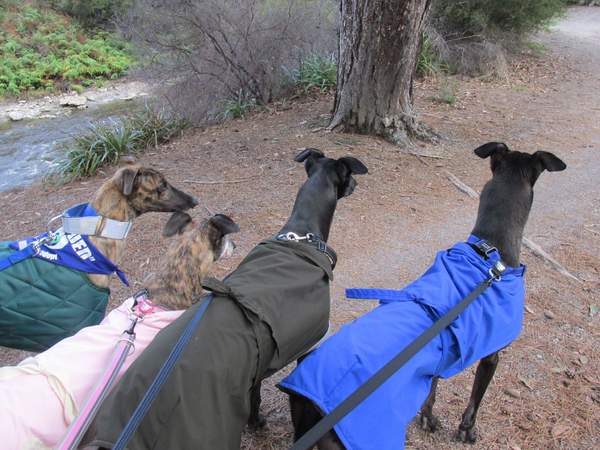 Cooper on a walk with his three friends (From right to left) Mac Taylor, Charlie, Wilma and Cooper