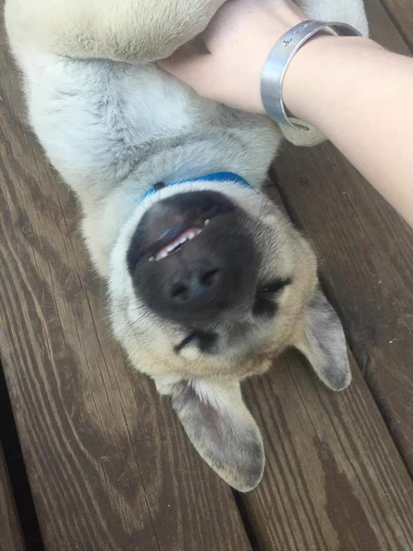 This is Shiloh basking in the one-on-one attention he received during my visit, while his 7 siblings were playing on a lower, fenced-off part of the porch.