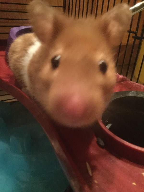 Coco, the Mink Banded short-haired Syrian hamster.