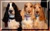 Click image for larger version

Name:	Lily, Jasmine and Inca 8.1.2006 014.jpg
Views:	145
Size:	17.7 KB
ID:	1883
