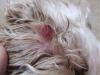 Click image for larger version

Name:	Rosie's ear 29.4.2006 004.jpg
Views:	413
Size:	16.1 KB
ID:	2207
