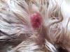 Click image for larger version

Name:	Rosie's ear 29.4.2006 006.jpg
Views:	420
Size:	17.8 KB
ID:	2208