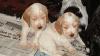 Click image for larger version

Name:	Poppy and pups 5.6.2005 008.jpg
Views:	222
Size:	15.2 KB
ID:	332