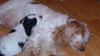 Click image for larger version

Name:	Rosie and Lily crashed out after playing!  17.1.05 002.jpg
Views:	313
Size:	12.5 KB
ID:	1729
