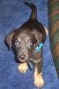 Click image for larger version

Name:	rocky as a ickle pup.jpg
Views:	76
Size:	37.9 KB
ID:	1704