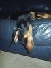 Click image for larger version

Name:	79 Roxy sleeping.JPG
Views:	87
Size:	20.1 KB
ID:	2224