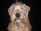 Wheaten mad's Profile