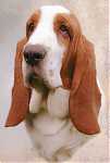 bayingbasset's Profile Picture