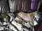 monkeydonkey's Profile