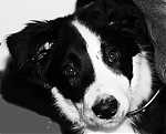 -Collie-Addict-'s Profile Picture