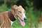 Lurcherlover's Profile