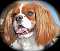 Cavalier Love's Profile