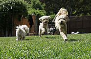 small yard TPR Dog Training LA