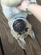 This is Shiloh basking in the one-on-one attention he received during my visit, while his 7 siblings were playing on a lower, fenced-off part of the...