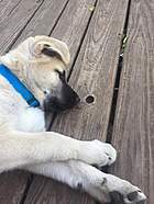 This is Shiloh getting ready to try and eat a hole he found in his breeder's porch.