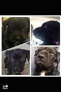 Maxie's growth log. Top left is 2 months, bottom left is 6 months, bottom right is 1 year and top right is 2 years