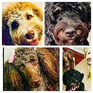 The "trio", Rosie & Rocky are my Bernedoodles and Trouble is my Standard Poodle