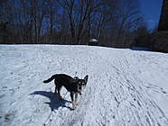 Lovey taking a walk in the park (16 years old)