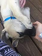 This is Shiloh nibbling at my fingers while my friend pets him.